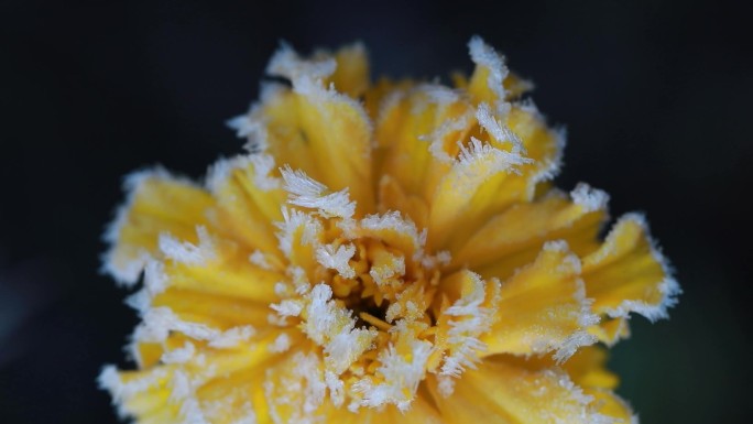 覆盖一层霜花的花朵 霜降