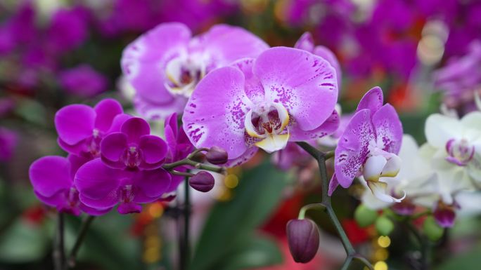 龙年花市春联买年货