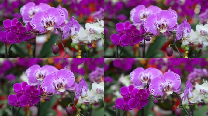 龙年花市春联买年货