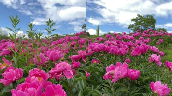 竖版 芍药花海 多组镜头角度