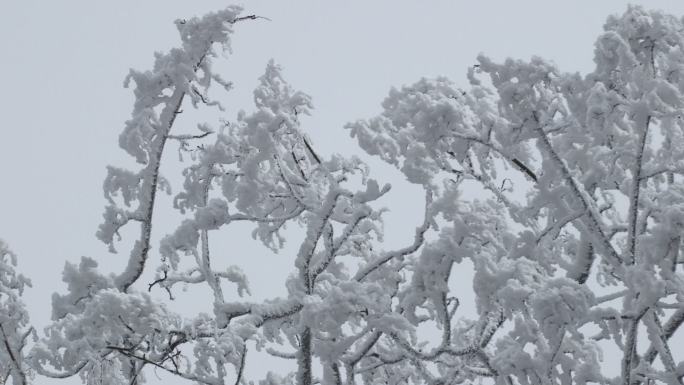雪 树枝 松树