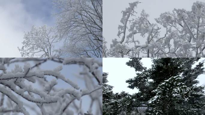 雪 树枝 松树