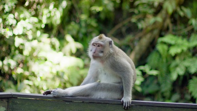 巴厘岛的猕猴在一个非常炎热的日子里在森林里挠自己。