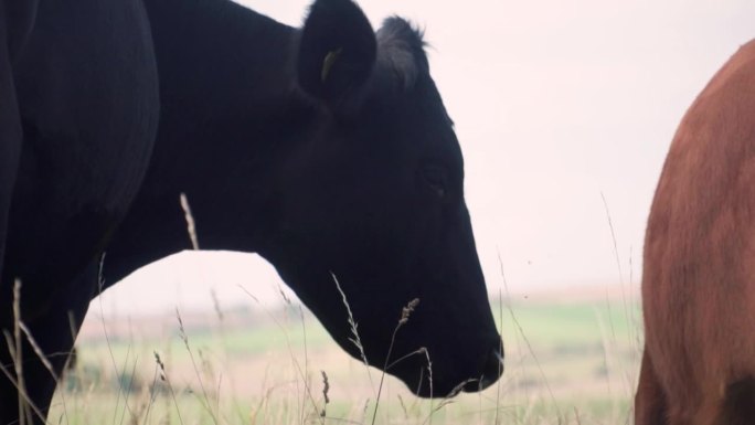 慢动作的奶牛在田野里撞头。