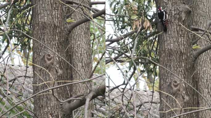 一只大啄木鸟跳到树干上。