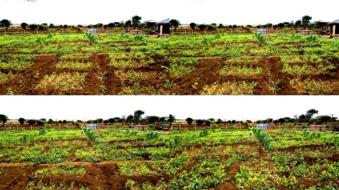 肯尼亚农村的农场。无人机试点土地调查。智能农业技术。