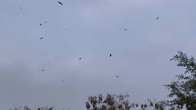 一群鸟在天空中飞翔