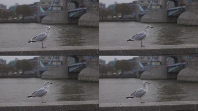 伦敦桥上的野海鸥