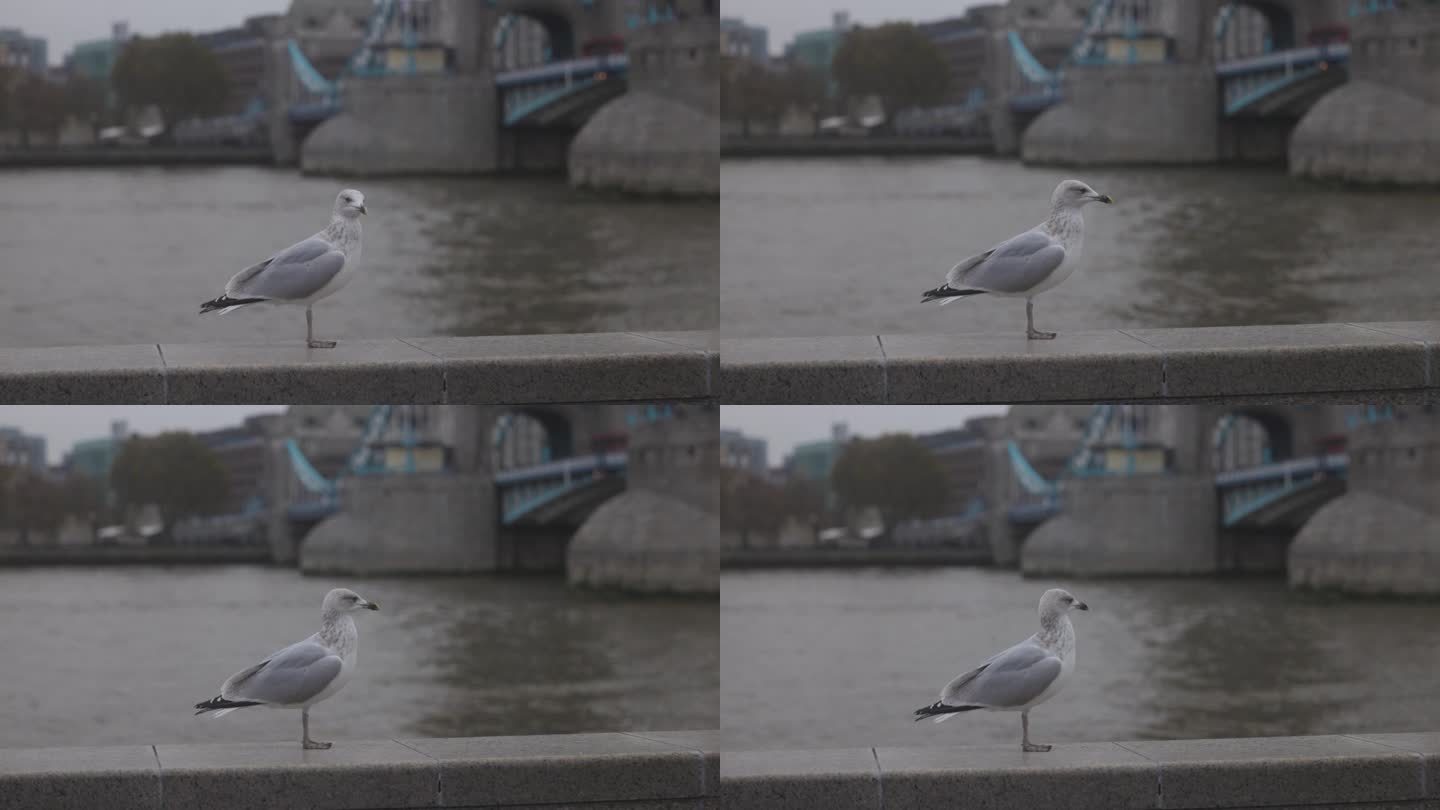 伦敦桥上的野海鸥