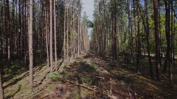 在森林中央的树干。收获木材。森林砍伐。树删除。林业综合体的伐木。木材抽提。全球变暖