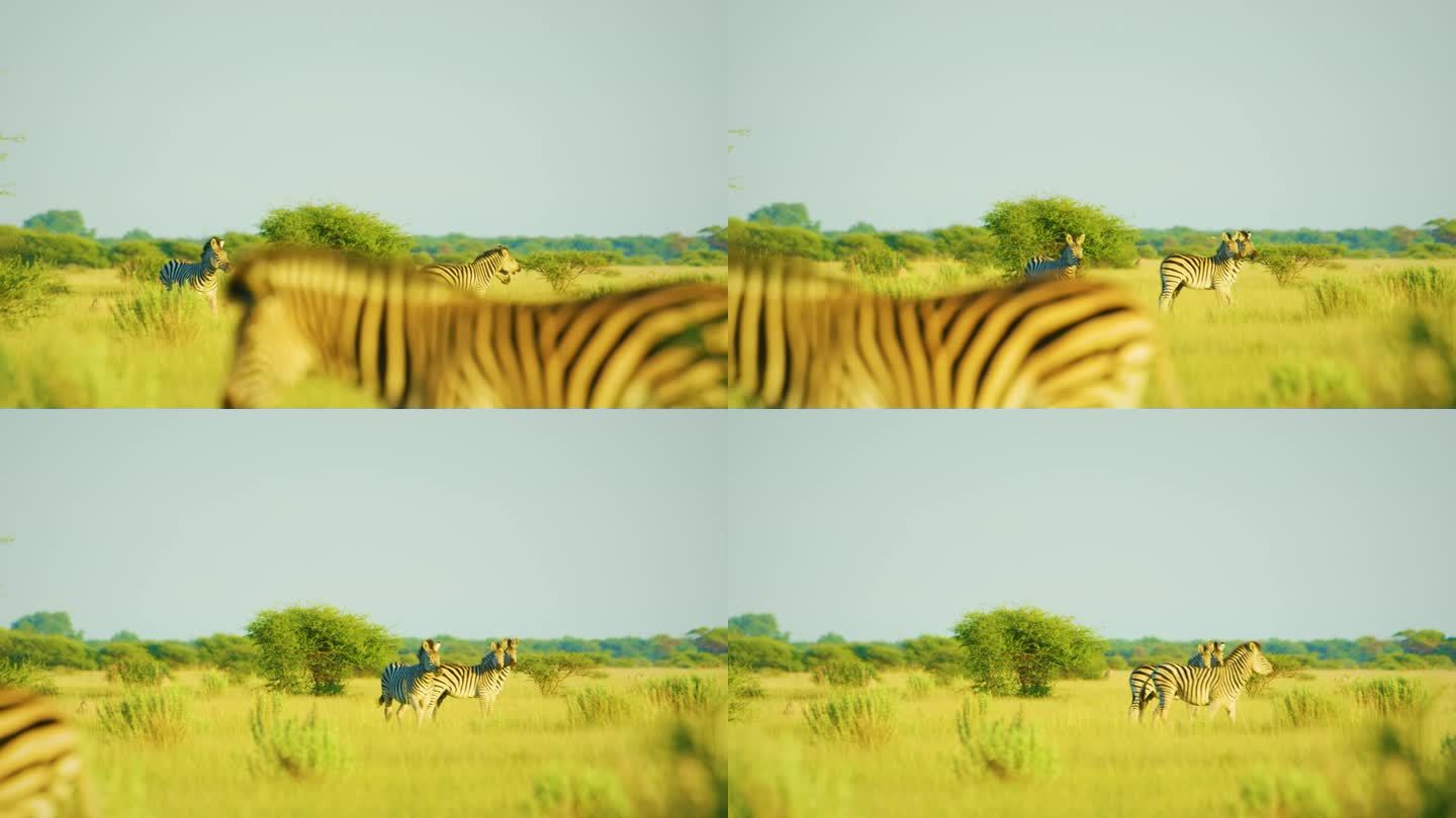 平原斑马特写，非洲大草原，南非。高品质4k画面