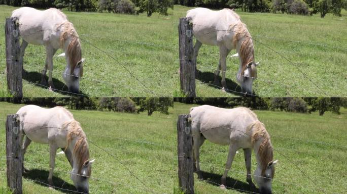马在牧场上安静地吃草