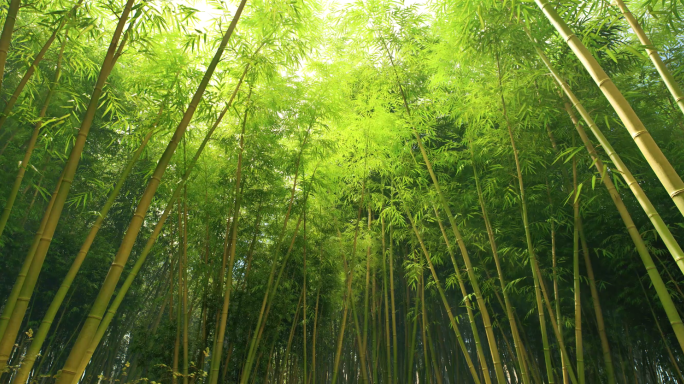 竹林生态竹子国风竹林自然春夏季生态大屏