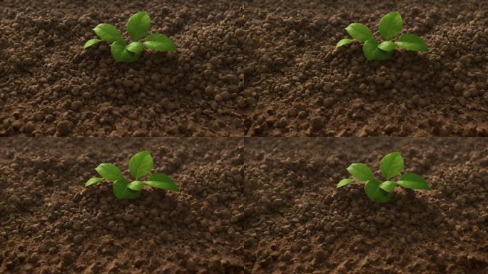 泥土里生长出的植被