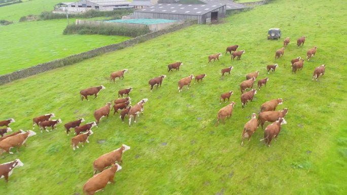 无人机拍摄的画面显示，在英国兰开夏郡的一片田地里，一群棕色的奶牛在喂食前追逐着农民的车辆。所有的拍摄