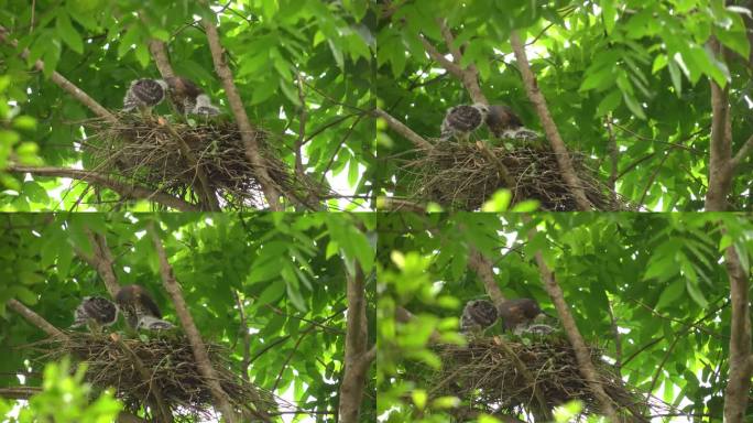 凤头苍鹰或印尼苍鹰家族在树上。母亲的凤头苍鹰保护她的孩子