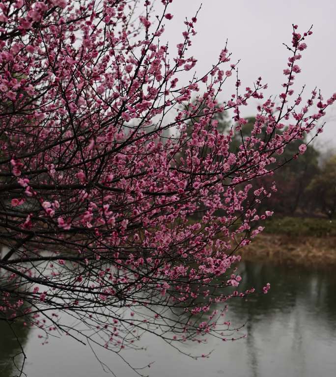 下雪天湖边盛开的梅花