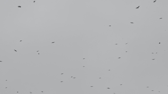 一大群鸟在灰色天空的背景下飞翔。乌鸦在城市上空灰蒙蒙的天空下乱飞。