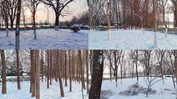 雪景 雪 树林 傍晚雪景 穿越树林 湖边