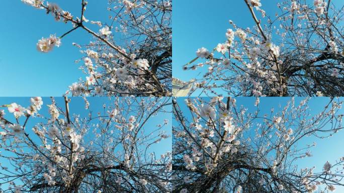 树上开满了白花