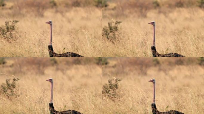 警觉的马赛鸵鸟在非洲肯尼亚马赛马拉国家保护区的草原栖息地。特写镜头
