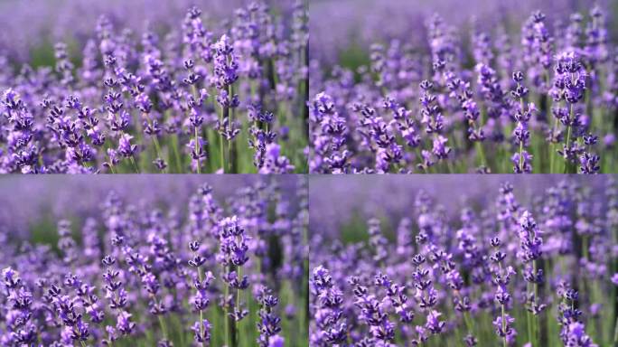 一片片薰衣草盛开，芳香四溢。选择重点在薰衣草田薰衣草紫色芳香花丛。