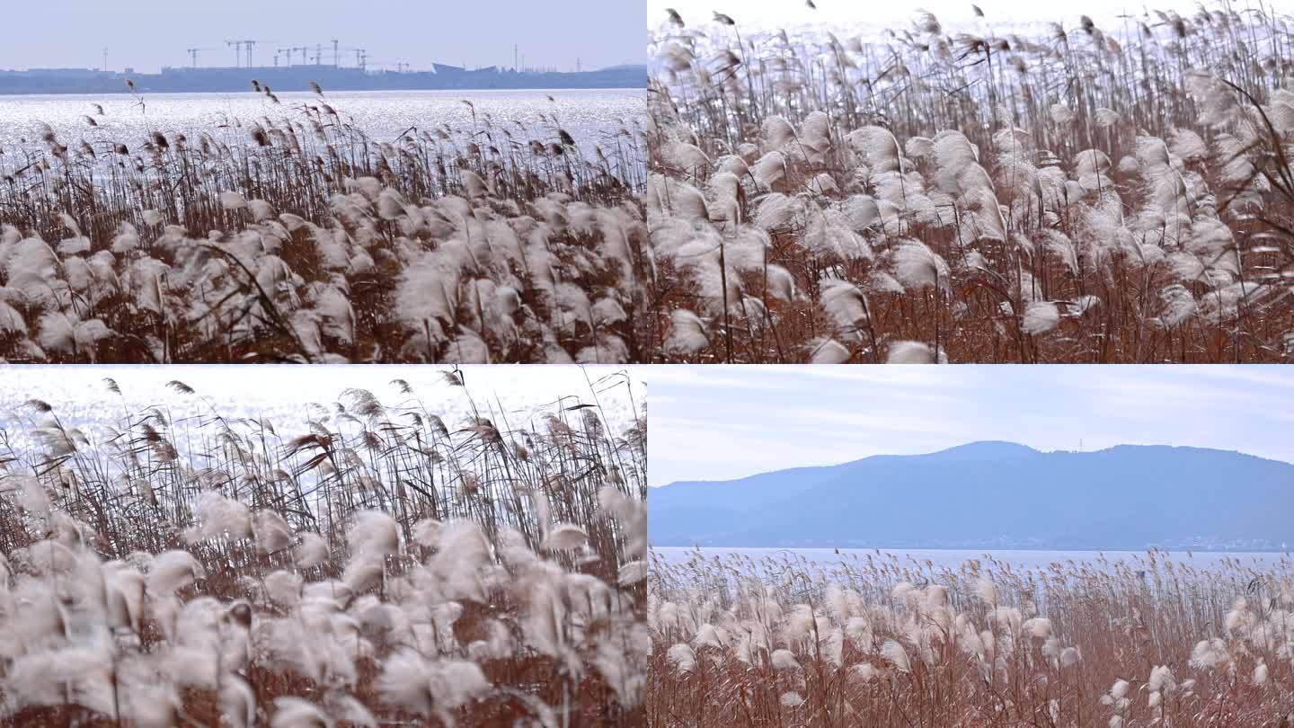 苏州太湖冬季芦苇