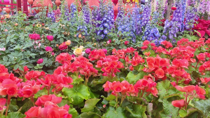 雨露小红花