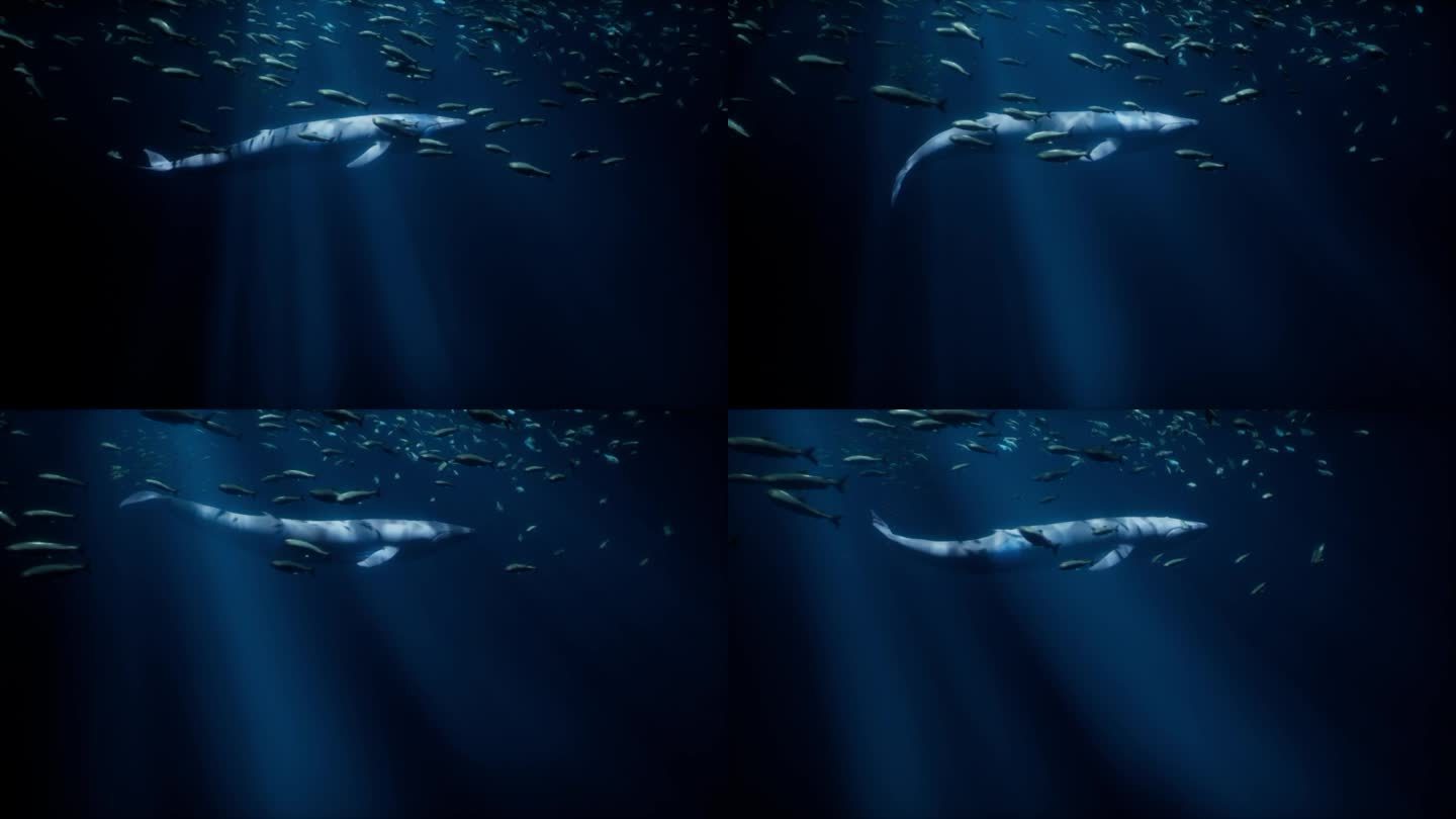 一头雄伟的鲸鱼在一群鱼群中游动