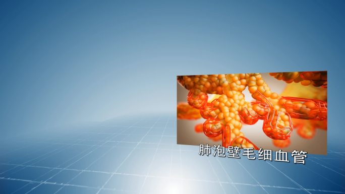 氧气与血红蛋白结合与解离动画