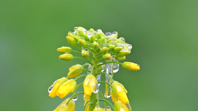 油菜花花苞上的冰挂