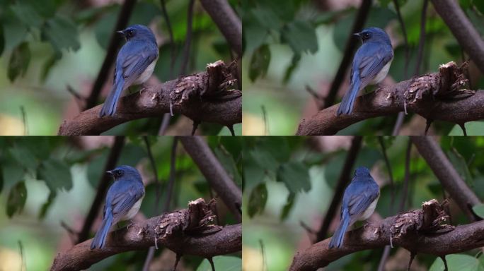 当镜头缩小并向右滑动时，从背朝左看，印度支那蓝蝇Cyornis sumatrensis Male，泰