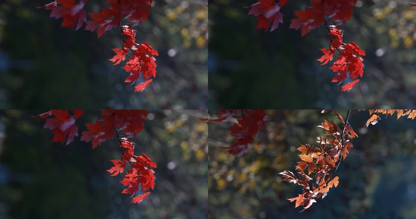 逆光暖阳下秋天的红枫叶