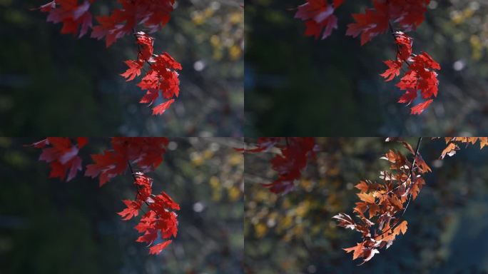 逆光暖阳下秋天的红枫叶