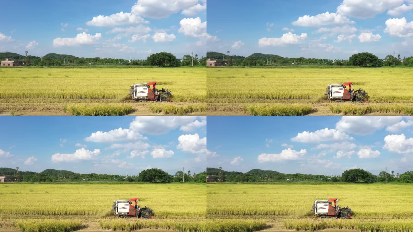 高明农民正开着收割车收割金黄稻田