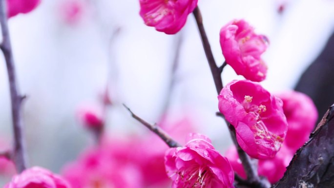 雪中梅花 雨中腊梅花 红色腊梅 1174