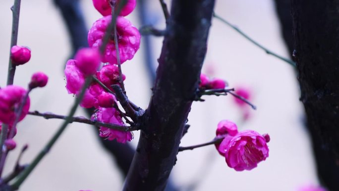 雪中梅花 雨中腊梅花 红色腊梅 1184