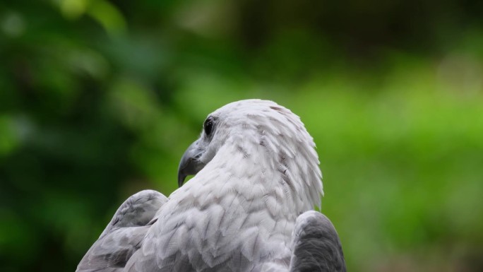 这只白腹海鹰正在梳理它的前侧，然后环顾四周并向右看。摄于菲律宾