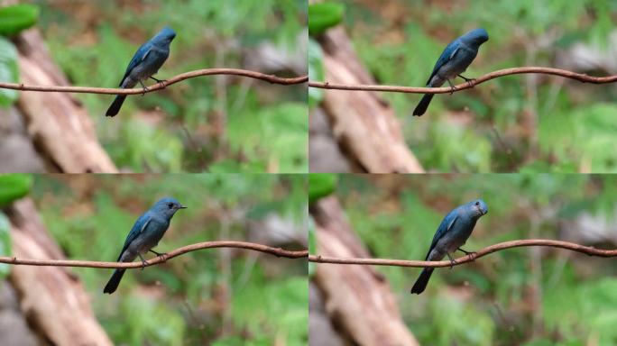 镜头拉近，这只鸟在藤蔓上摇摆，望向镜头。泰国雌捕蝇蝇
