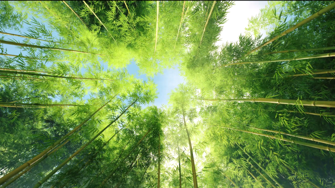 竹林生态竹子国风竹林大自然春夏季生态宣传