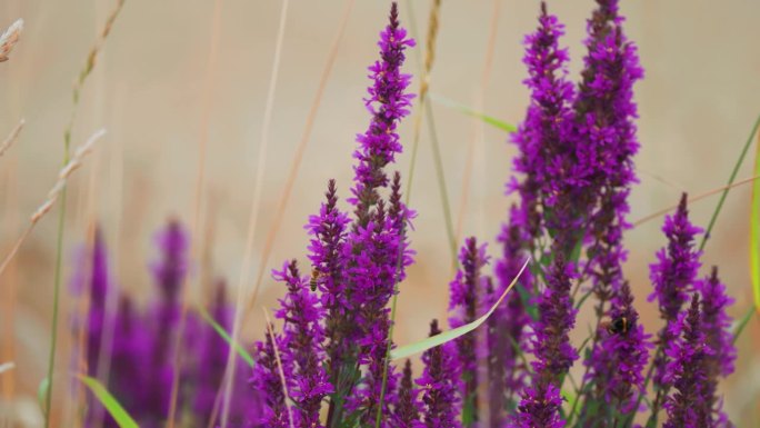 蜜蜂簇拥在芬芳盛开的紫色花朵周围。视差视频。散景背景。