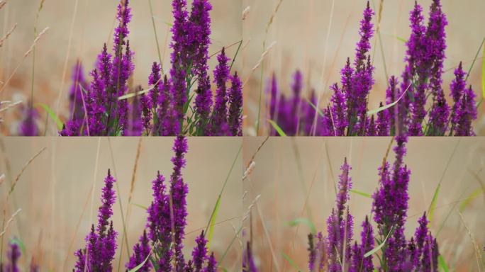 蜜蜂簇拥在芬芳盛开的紫色花朵周围。视差视频。散景背景。