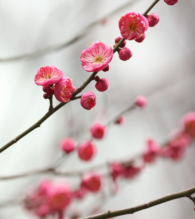 梅花特写 立春 竖屏春天 一枝梅花