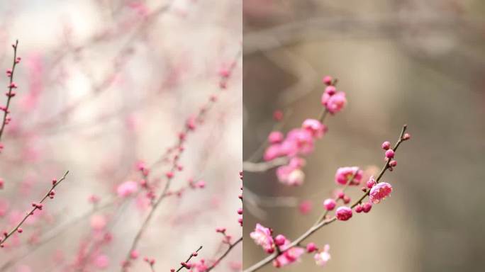 梅花特写 立春 竖屏春天 一枝梅花