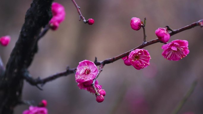 雪中梅花 雨中腊梅花 红色腊梅 1120