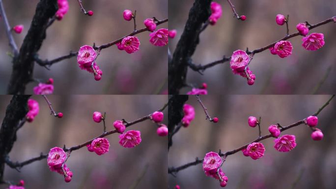 雪中梅花 雨中腊梅花 红色腊梅 1120