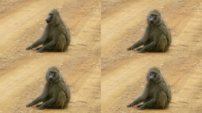 一只孤零零的橄榄狒狒坐在一条土路中间。