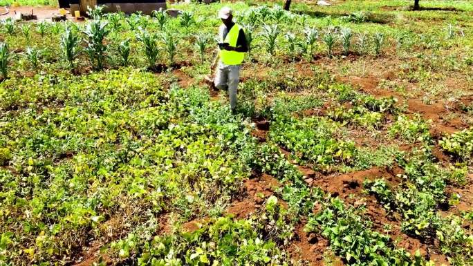 肯尼亚农村的农场。无人机试点土地调查。智能农业技术。