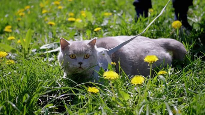 孩子牵着狗绳在绿草地上遛灰家猫。慢动作