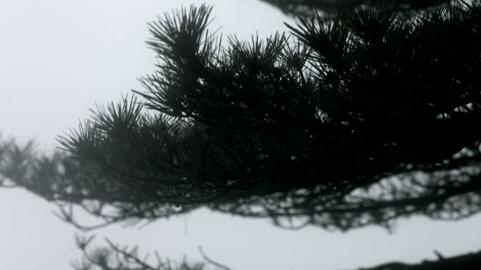 安徽黄山雨景 狂风暴雨中摇摆的松树树枝